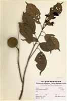 藏品(后大埔柯)的圖片